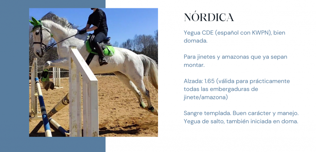 NORDICA Yegua CDE propiedad de Hípica Prado Ventura en As Pontes