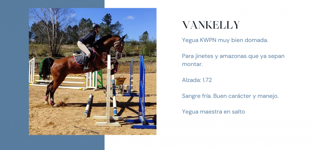 VANKELLY Yegua KWPN Hípica Prado Ventura en As Pontes